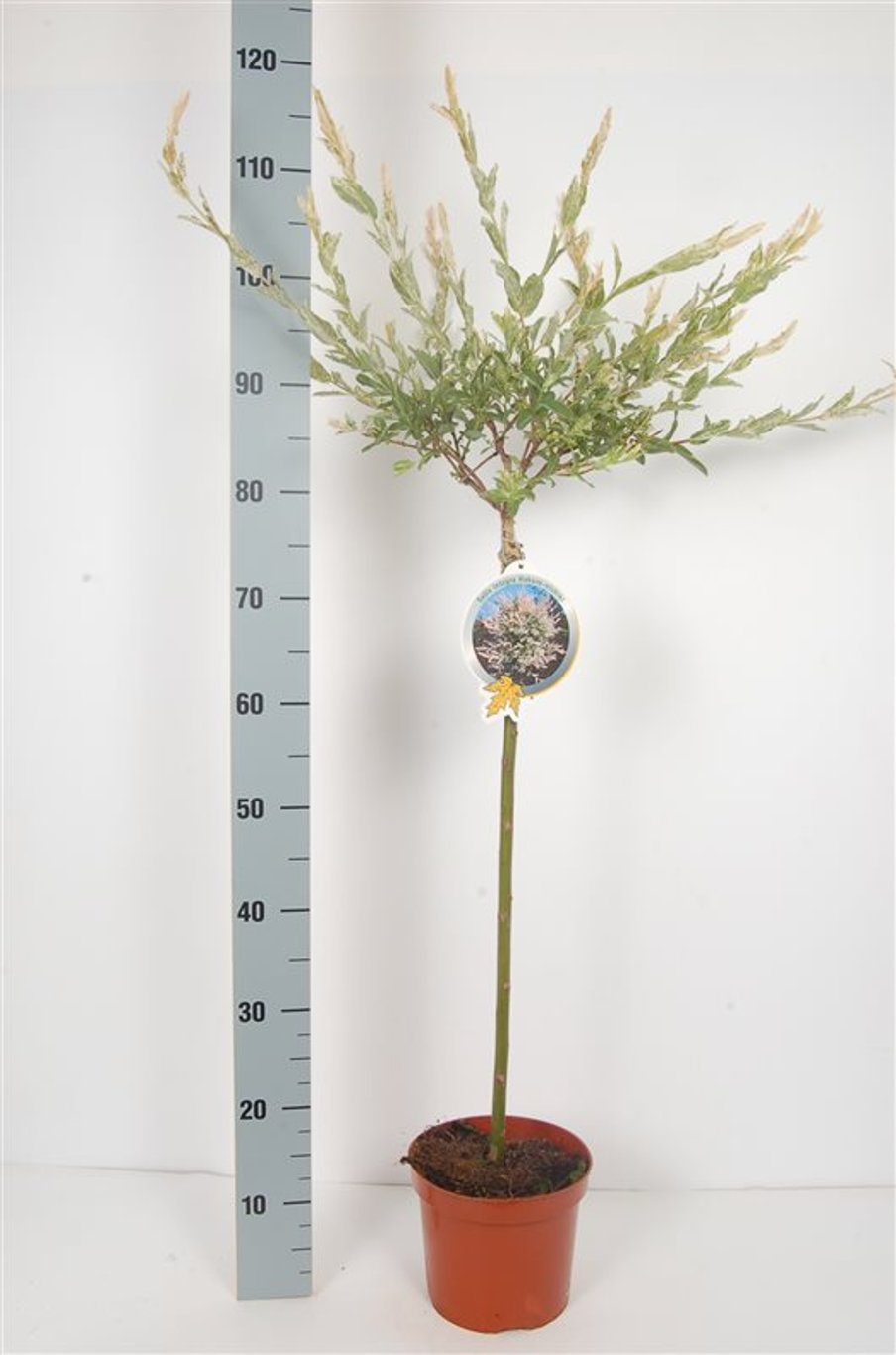 Salix integra 'Hakuro-nishiki' - 60 CM Stem C3